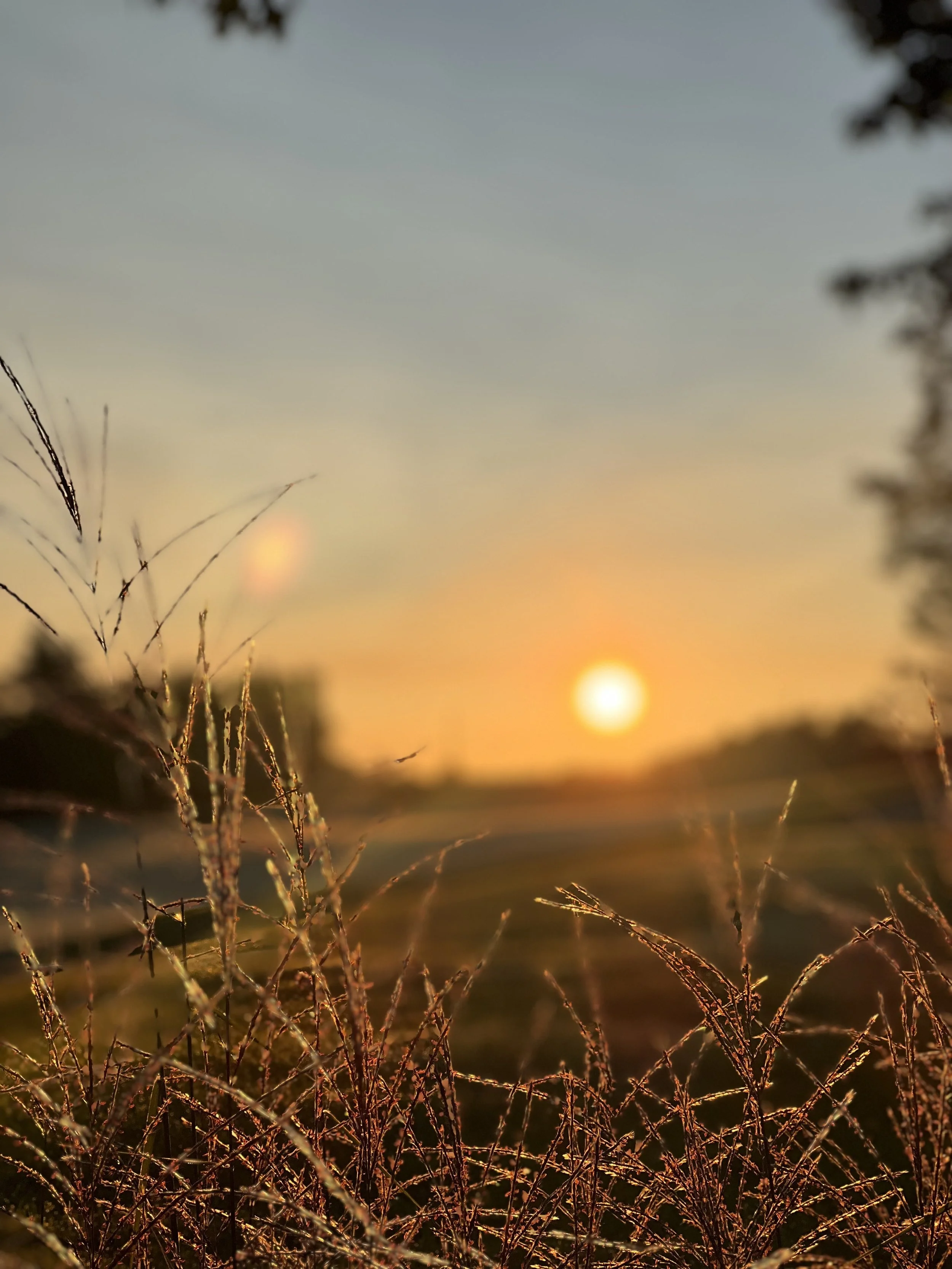 Close-up view of dry, spiky grass in the foreground with a setting sun on the horizon, creating a warm glow in the sky with soft clouds.