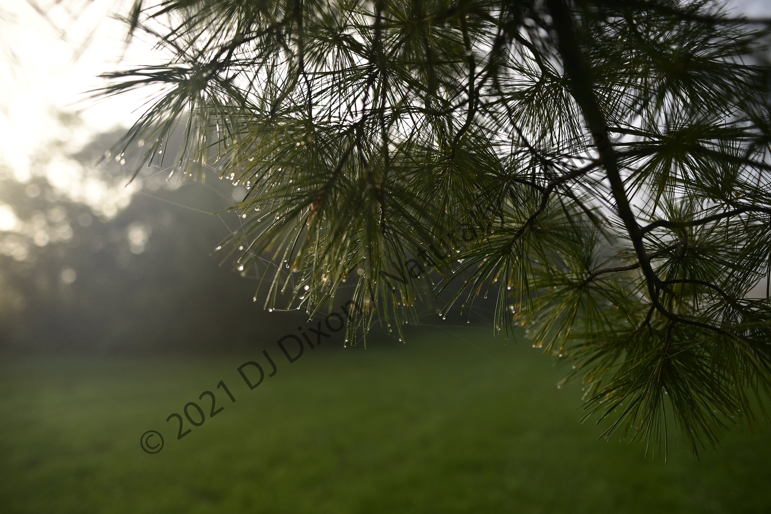 Pine Tree with Dew and Spiderwebs