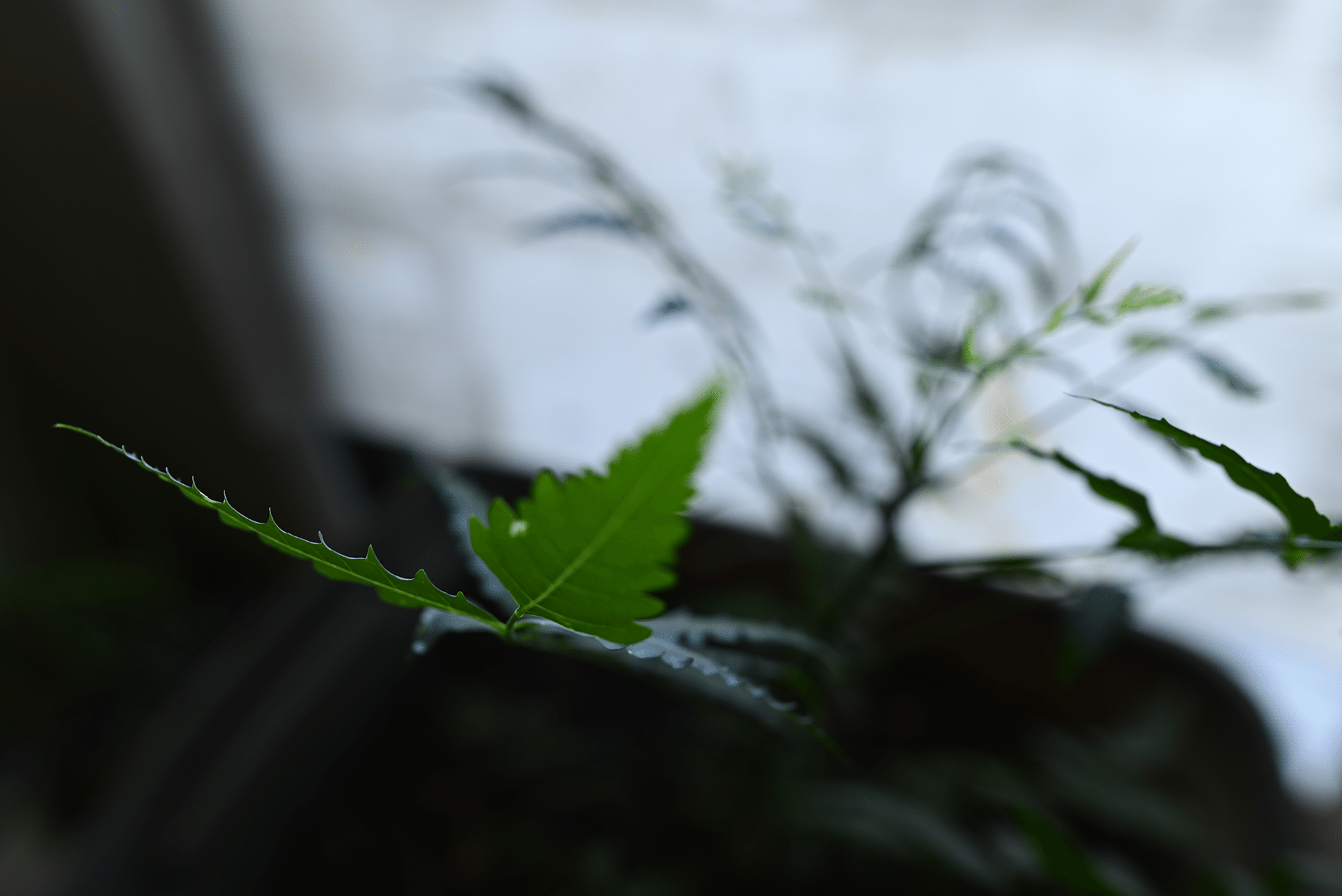 NEEM Trees