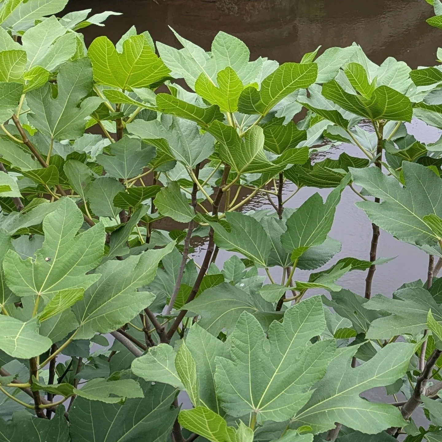 There's a new blog post on the Kelham Island Walks website. This one looks at the city's fig trees, in particular the cluster that can be found just below Rutland Road Bridge in Neepsend. Follow the link in the bio.

#neepsend #kelhamisland #sheffiel