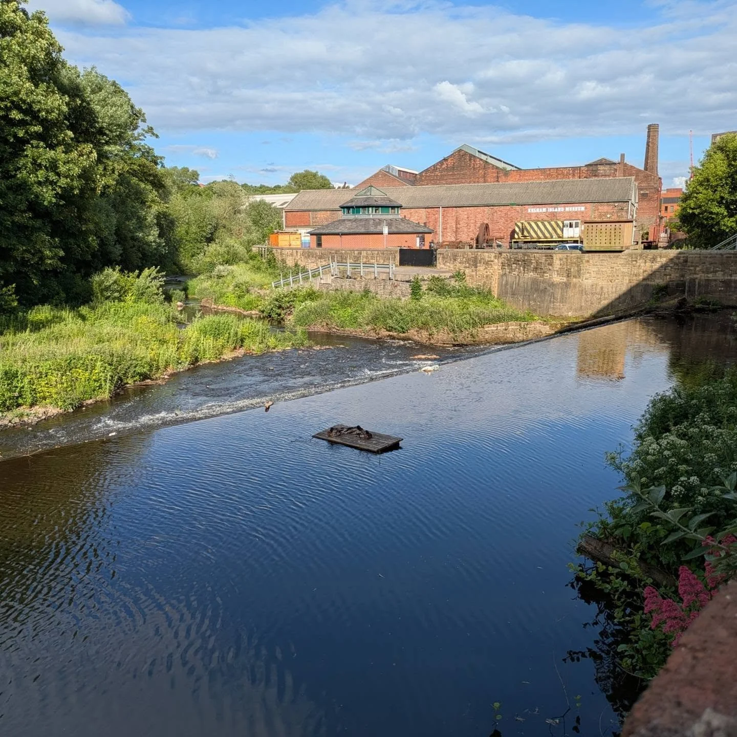 It's not unusual for Kelham Island to have bits of debris washed down the river that gets stuck near the weir. But this latest one seems to be quite popular with some of the local residents 

#KelhamIsland #sheffield #sheffieldrivers #ducklife