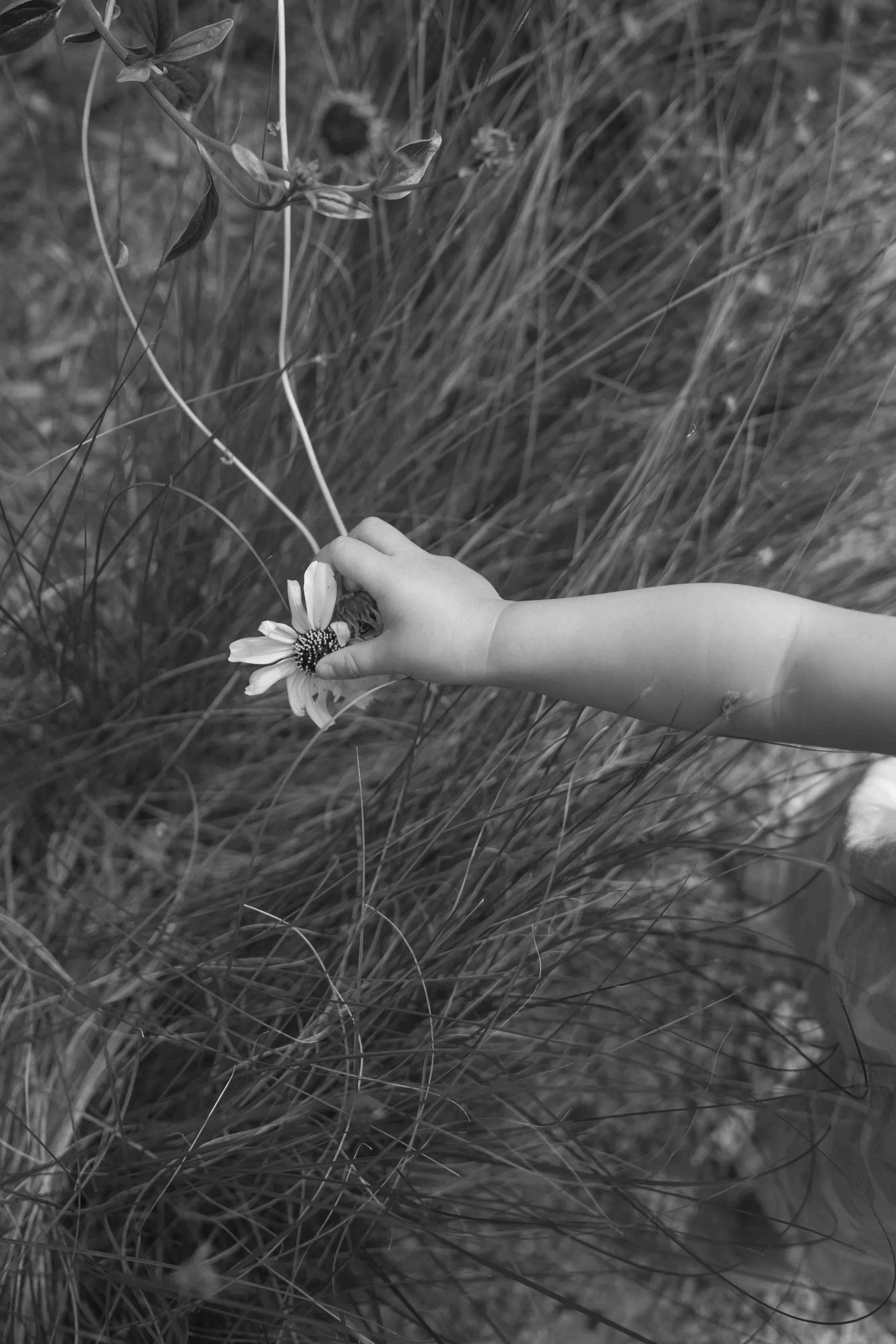 A child's hand reaching for a flower in tall grass, captured in black and white.