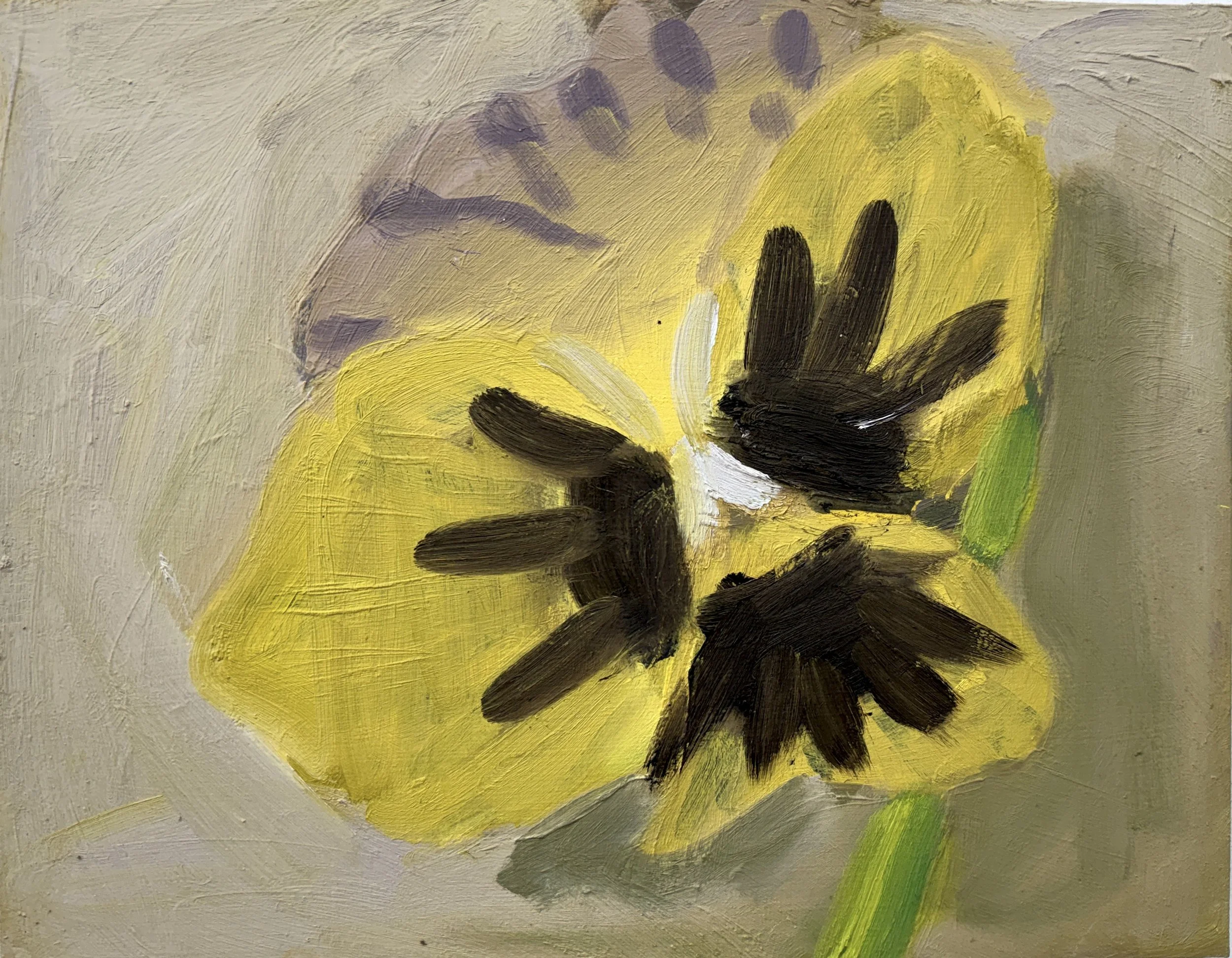 Matthew Zaccari, Pansy , oil on masonite, 11 x 14  inches, 2025