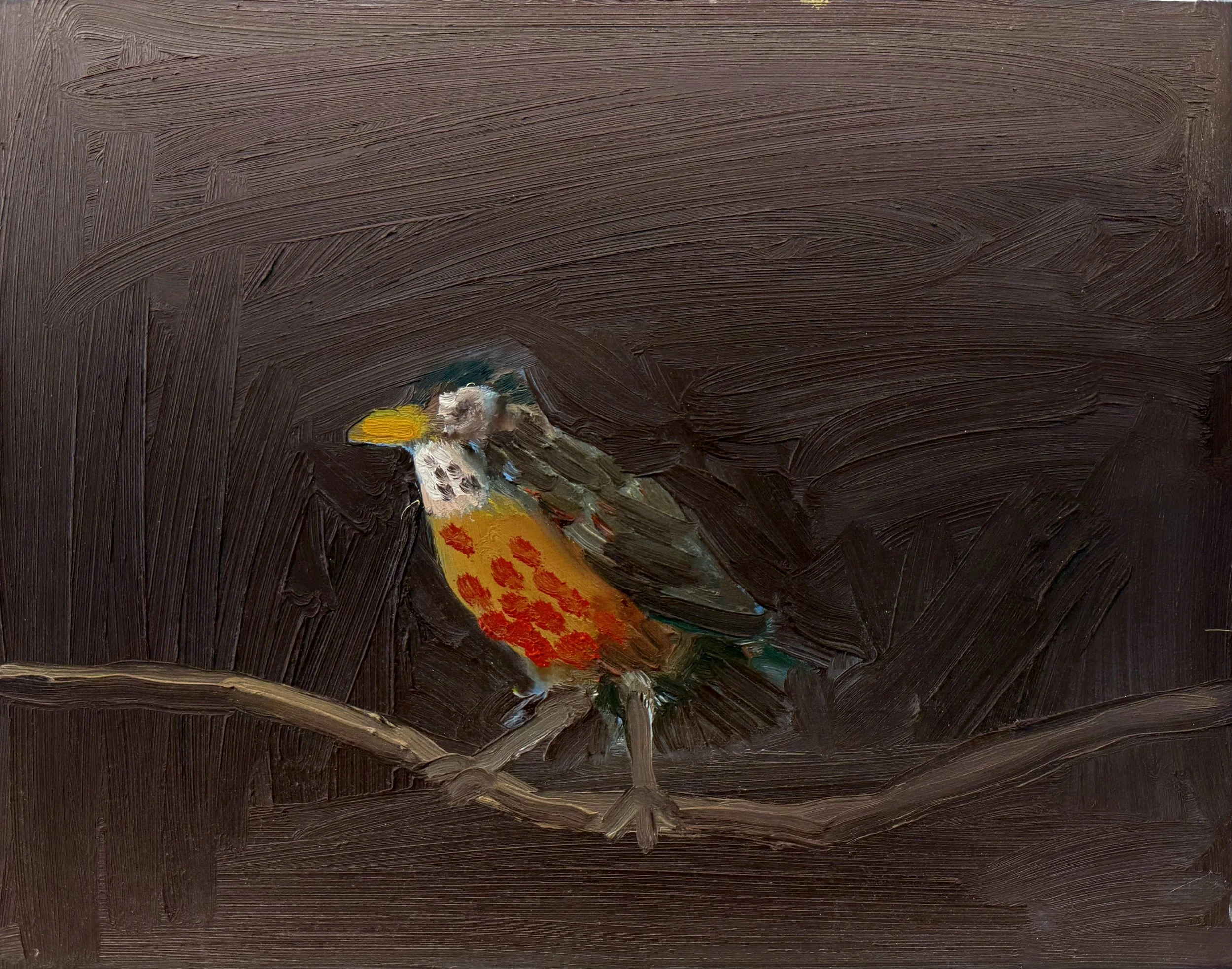 Matthew Zaccari, American robin, oil on masonite, 11 x 14  inches, 2025