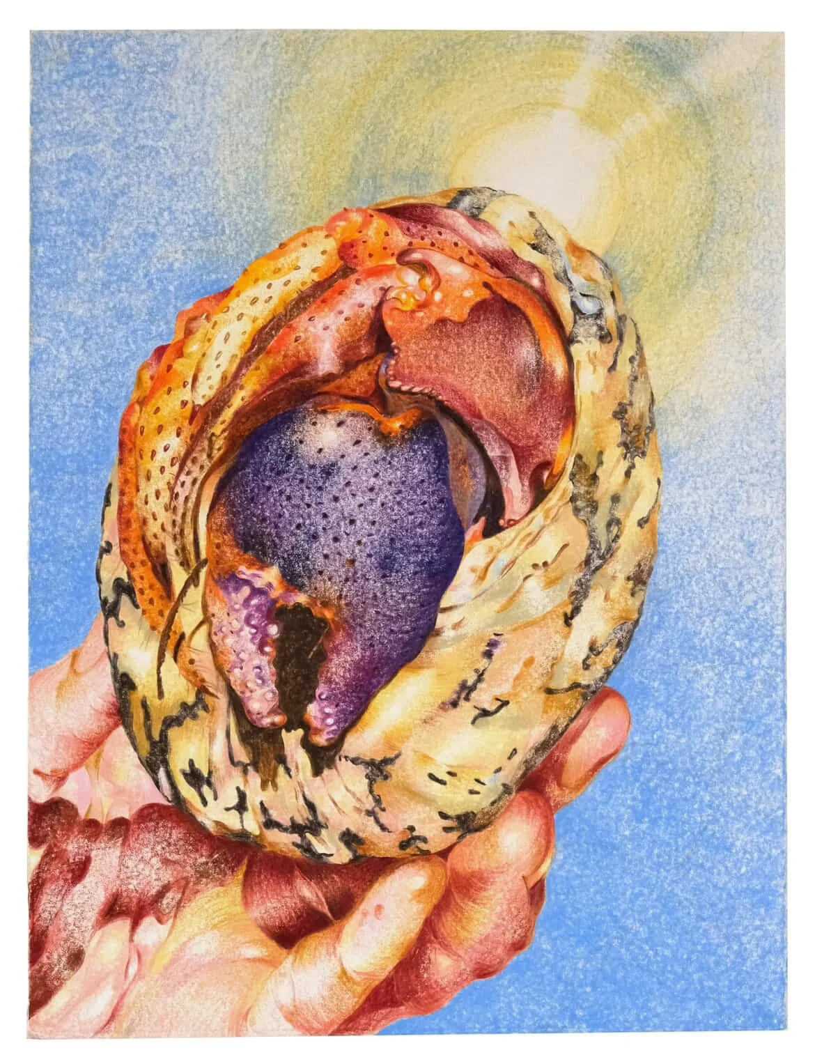 Erickson Díaz-Cortés, ¿Cobito Lindo, Por Qué Te Escondes? , watercolor pencil, paper mounted on panel, 12 x 9 inches, 2026 
