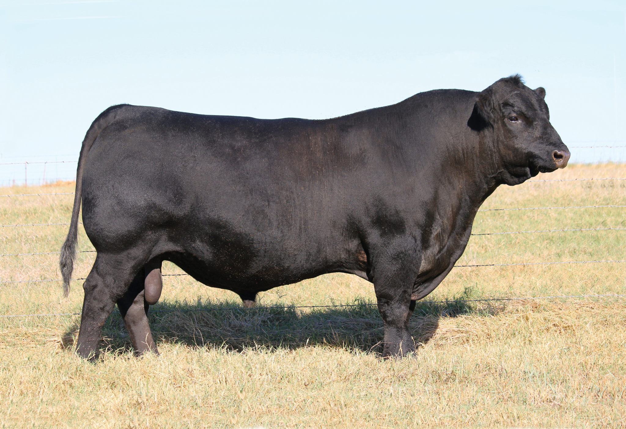 About Limousin Cattle American Cattle Services Inc