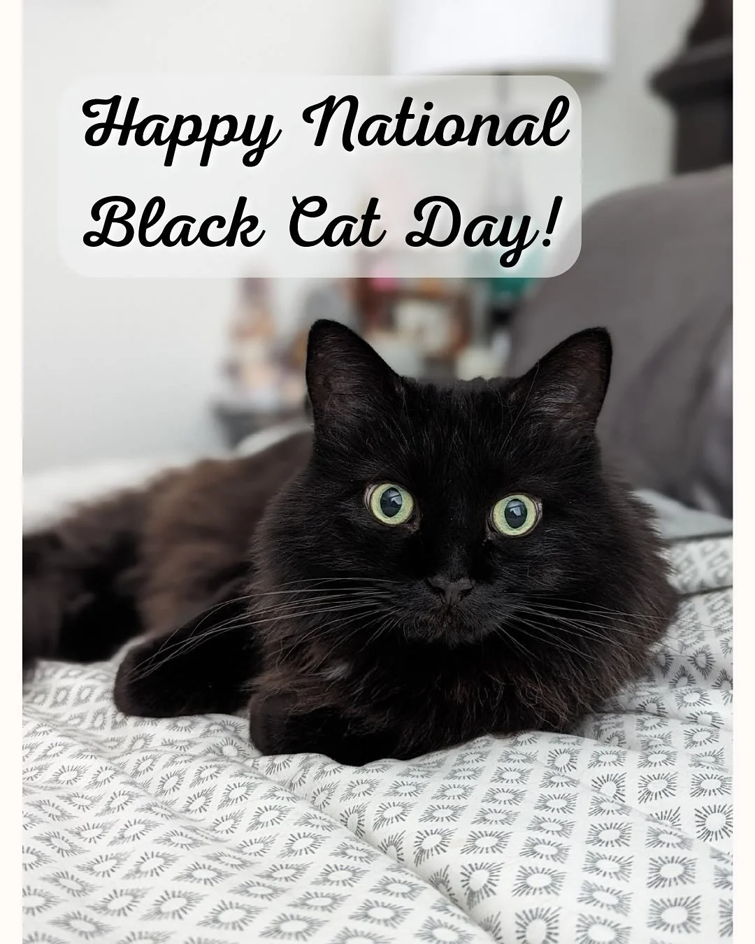 National Black Cat Day was yesterday and it’s the first of not one, not two, but THREE National “Pet Days” this week! ๐‍โฌ โฃ
โฃ
In honor of our resident Black Cat, Kona and to Celebrate what we are calling “Cat Week”