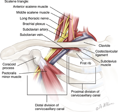 First rib mobilization (video) — EBM Fitness Solutions