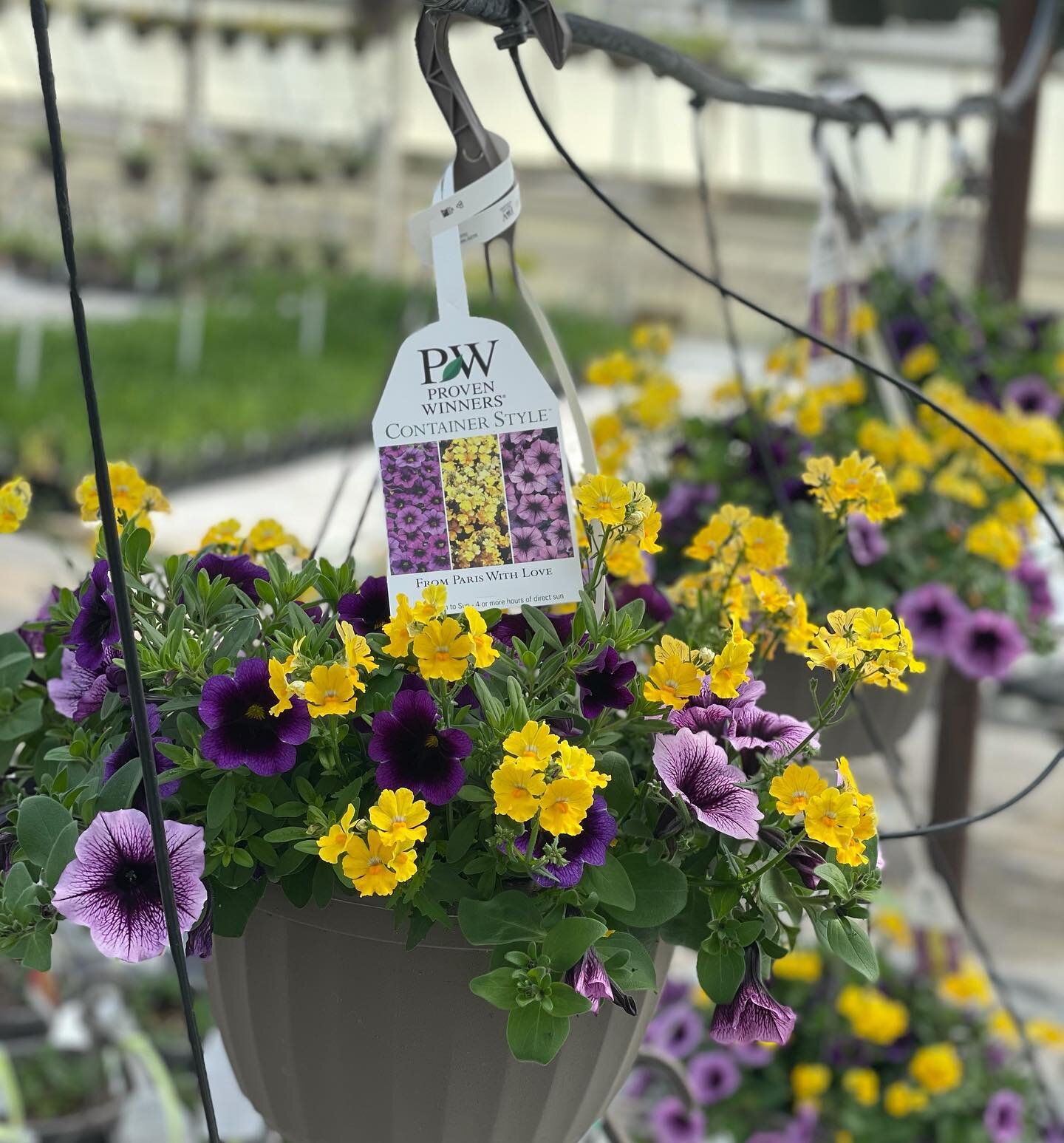 From Paris with Love by Proven Winners. 

-Petunia Supertunia Bordeaux 
#supertuniabordeaux 
-Calibrachoa Superbells Grape Punch #superbellsgrapepunch 
-Nemesia Sunsatia Lemon 
#sunsatialemon