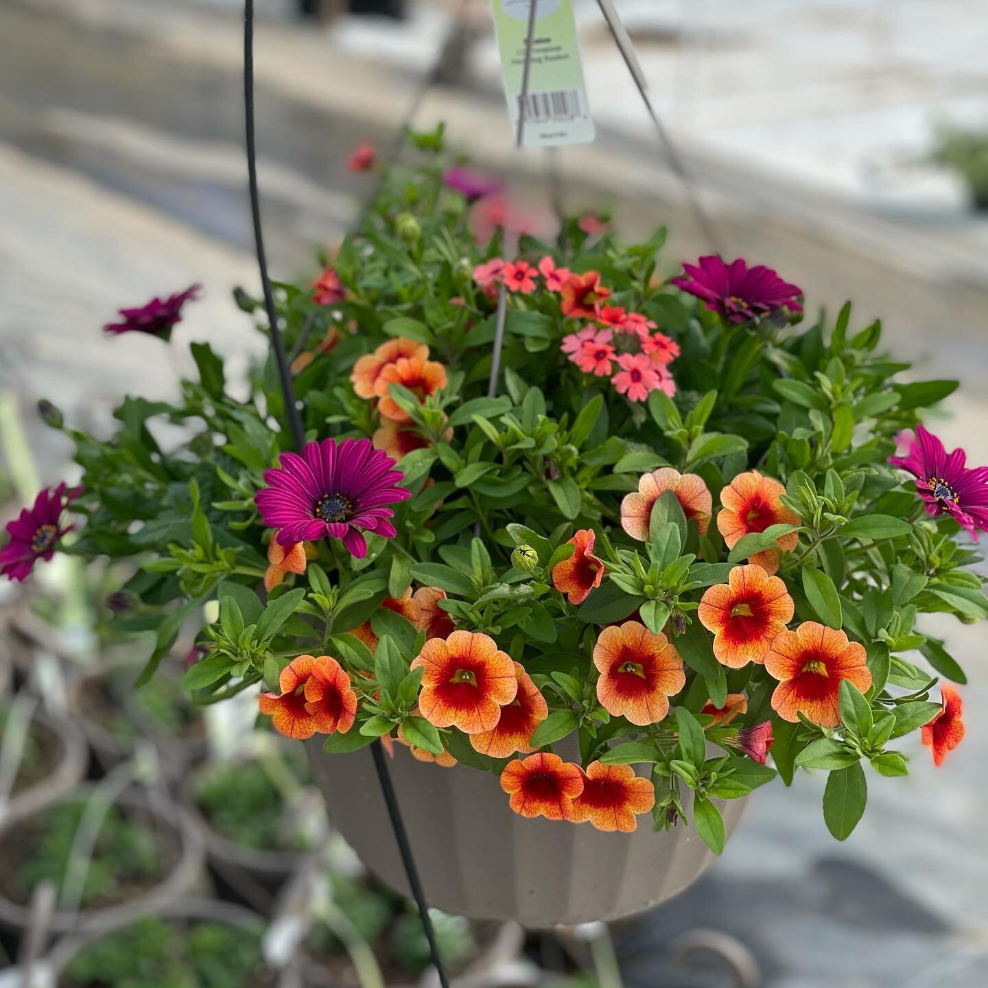 Daisy Dance Trixi! 

Featuring Calibrachoa MiniFamous Neo Orange+Red Eye, Osteospermum Daisy Falls Purple and Verbena Lascar Mango Orange

A very eye pleasing combination. 

#trixicombo 
#ballseed 
#wardsgreenhouse
#spring2021 
#osteospermum 
#calibr