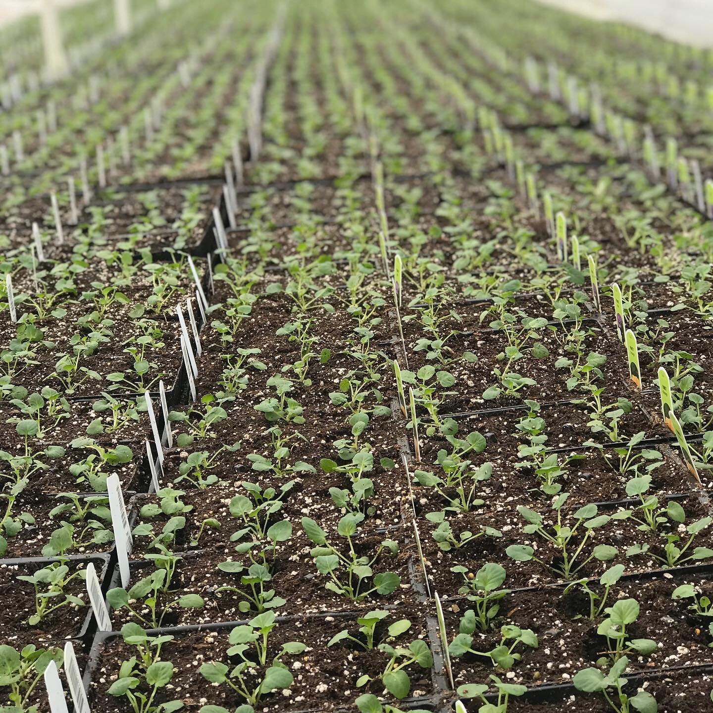 Here we go again!  Pansies are well on their way! 

#2021 
#wardsgreenhouse 
#springisintheair 
#pansyflowers