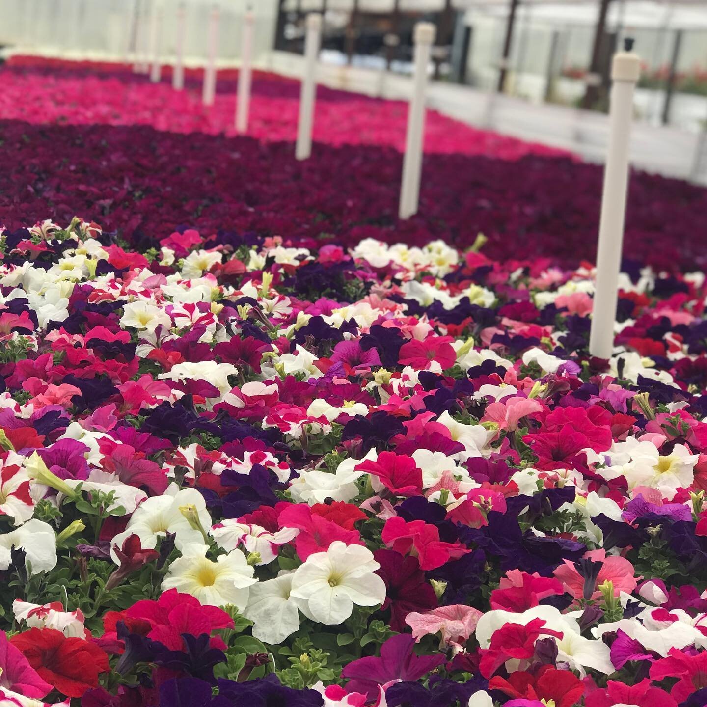 Petunias for days! 
#wardsgreenhouse #mothersday #stayhomeandplant #spring2020 #petunias