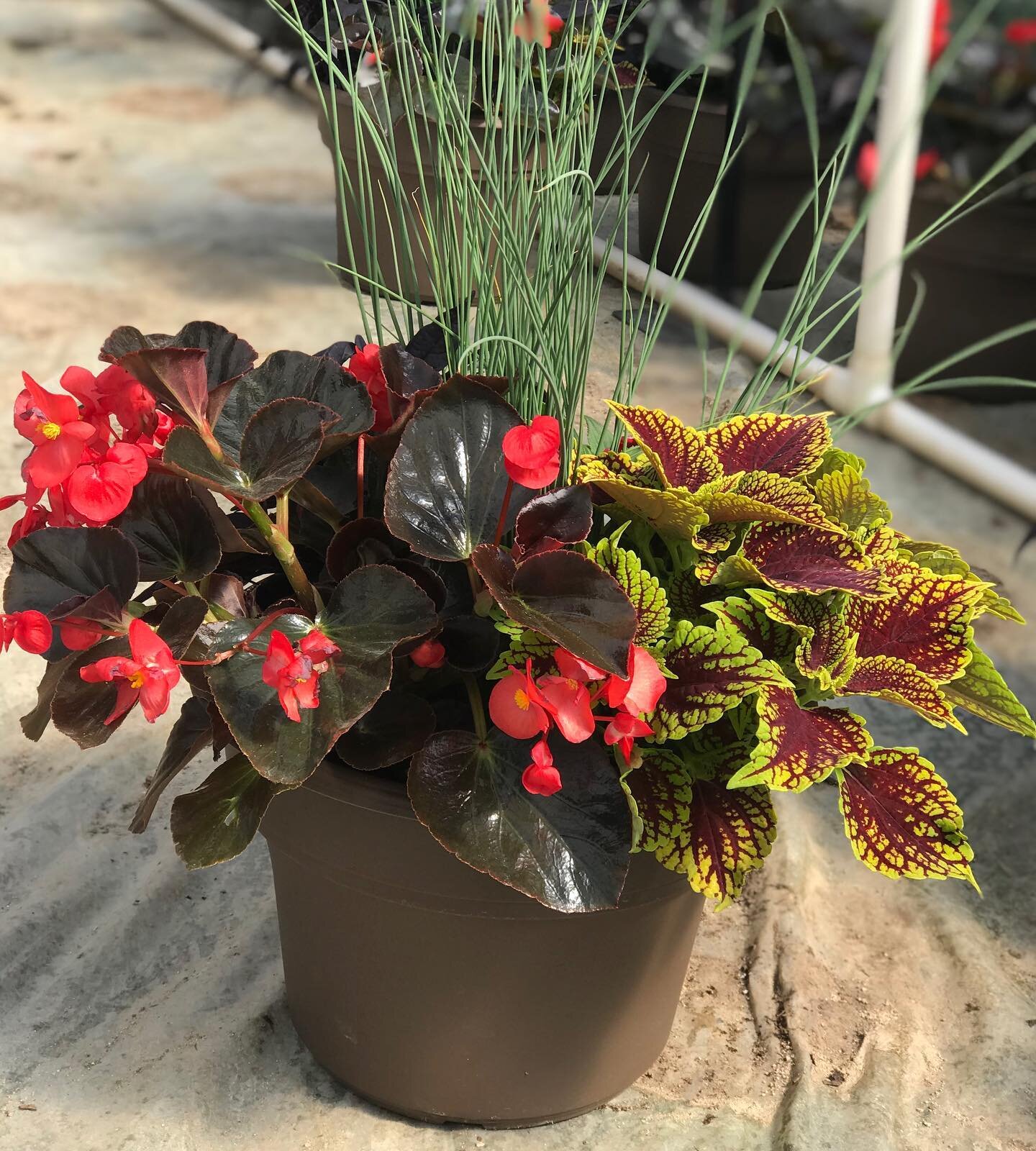 &ldquo;Coleosaurus&rdquo; - 1 of many floor planters going out to stores between now and Mother&rsquo;s Day. 
#wardsgreenhouse #shadeplantsarethebest #boise #thisisidaho #idahopreferred #mothersdaygift #begonia #coleus