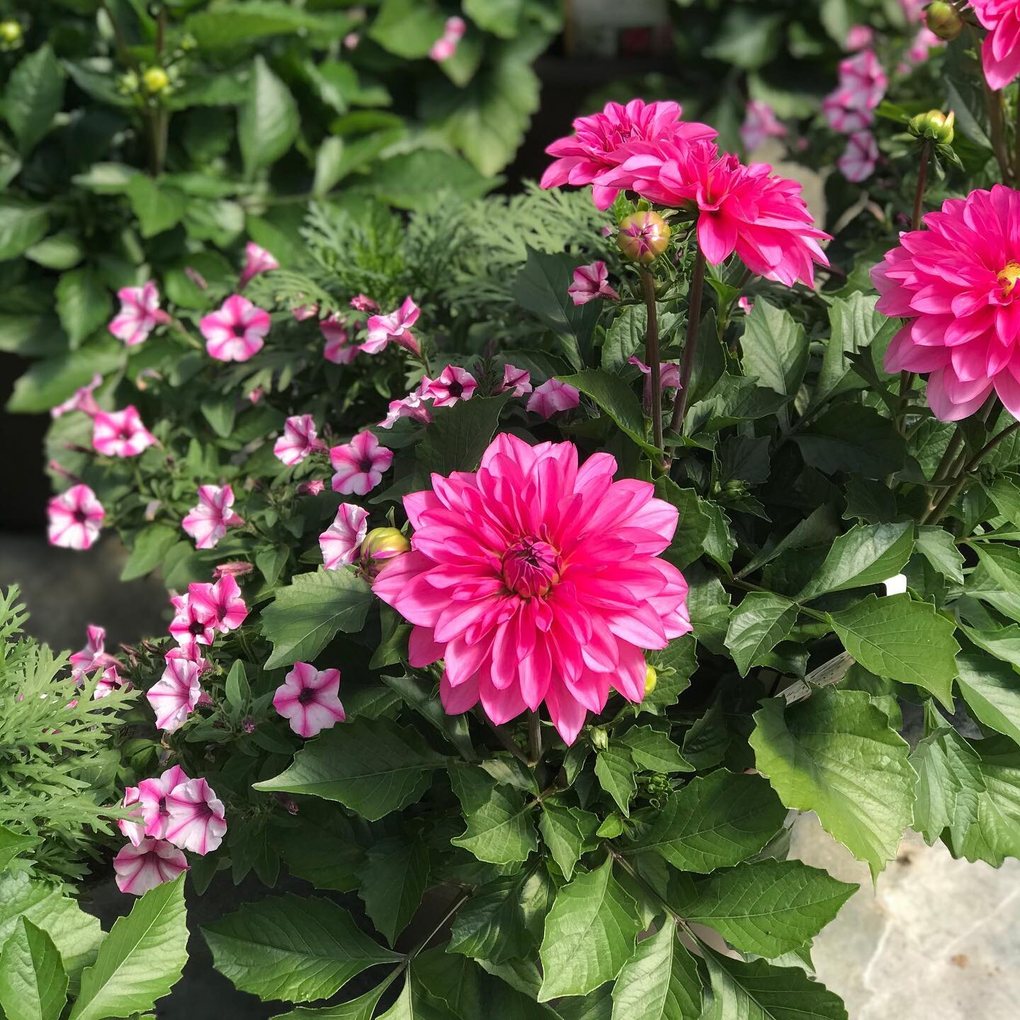 Cuddle Bug by Proven Winners!  Going out this week!  Features Argyranthemum Pure White Butterfly, Dahlia Dalina Grande Mendoza, Supertunia Mini Vista Pink Star. 
#wardsgreenhouse #provenwinners #idahopreferred #dahlia #minivista #idaho #argyranthemum