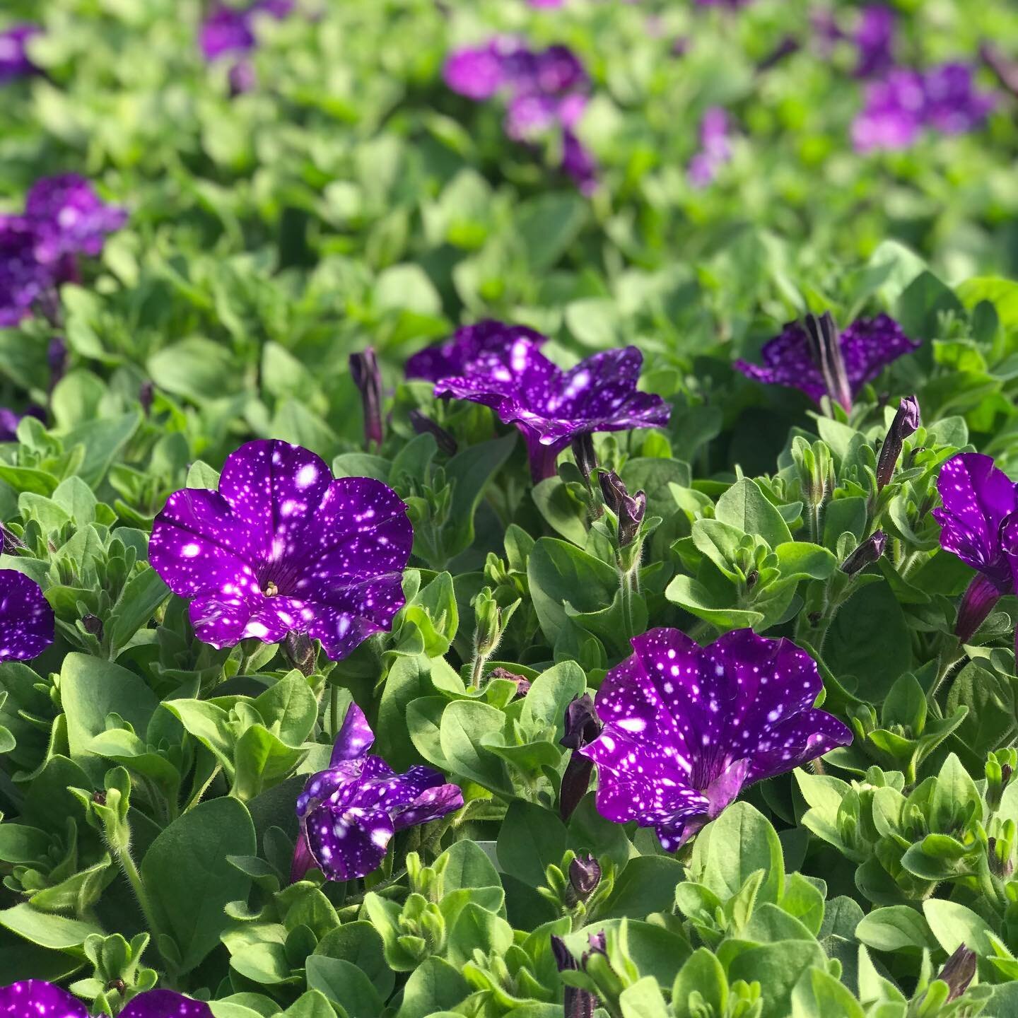 🌌 Headliner Night Sky Petunias 🌌

#springiscoming #spring2020 #idaho #headlinernightskypetunias #idahopreferred #petunias