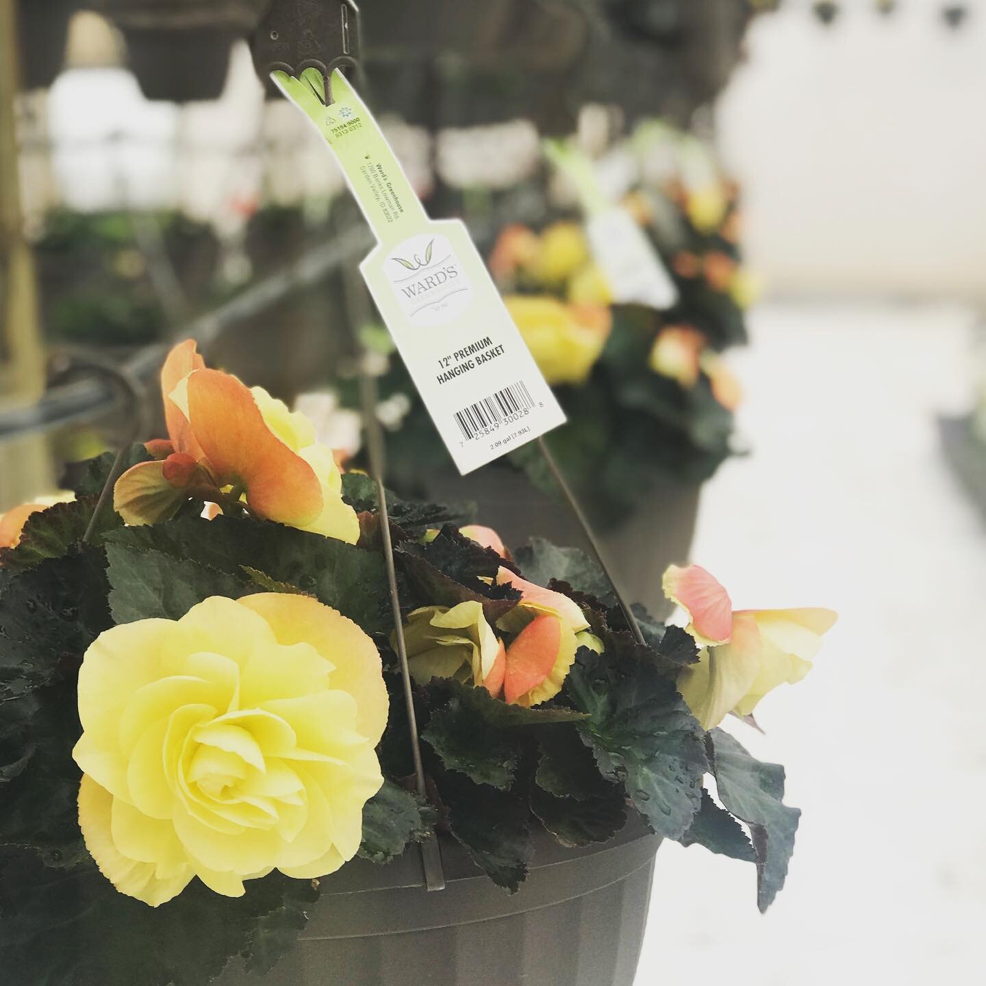 Begonia Fragrant Falls Lemon - Semi-Trailing in habit with a spectacular rosy fragrance.  Features dawn-like colors even in shadier locations.  Great staying power as well.  Blooms Spring to Frost. 
#wheredidspringgo😳 
#wardsgreenhouse 
#idahoprefer