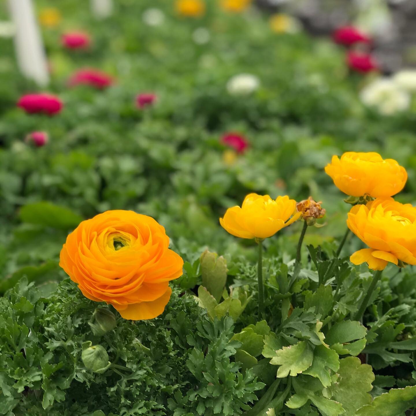 Lots of color is showing up around here.  Like these Ranunculus!  Hitting stores this week and next. 
#spring2020
#wardsgreenhouse #idaho #springiscoming #idahopreferred #ranunculus