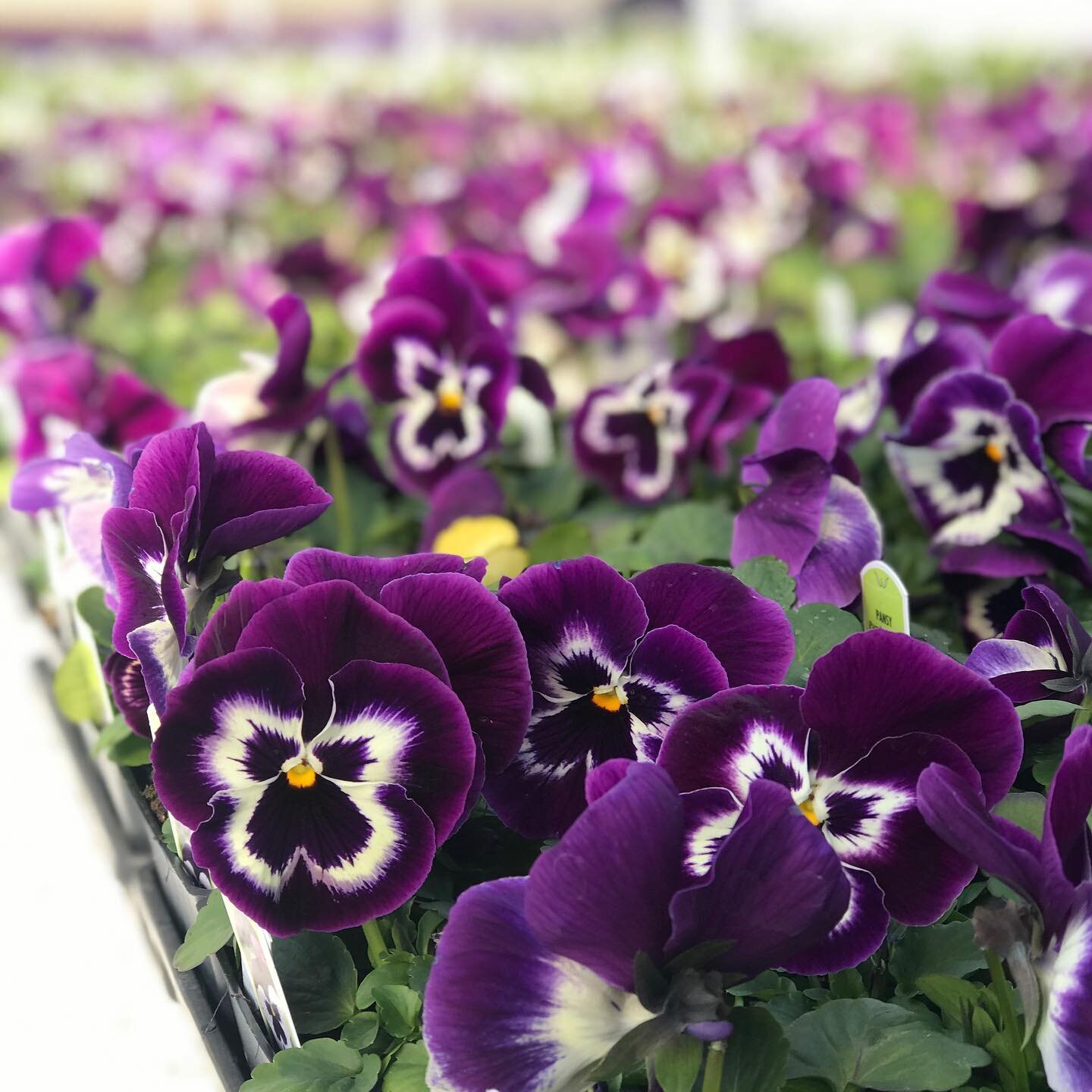 Spring Matrix Purple &amp; White Pansy - Designed for cool-season and short-day growing conditions.

All grown right here in Idaho. Fully climatized for the region and ready to perform!

#matrixpansy 
#pansy 
#idaho
#idahopreferred 
#wardsgreenhouse 