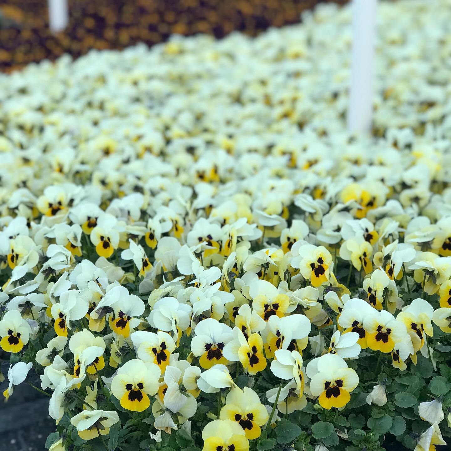 #plantsofinstagram #spring2020 #wardsgreenhouse #idahopreferred #viola