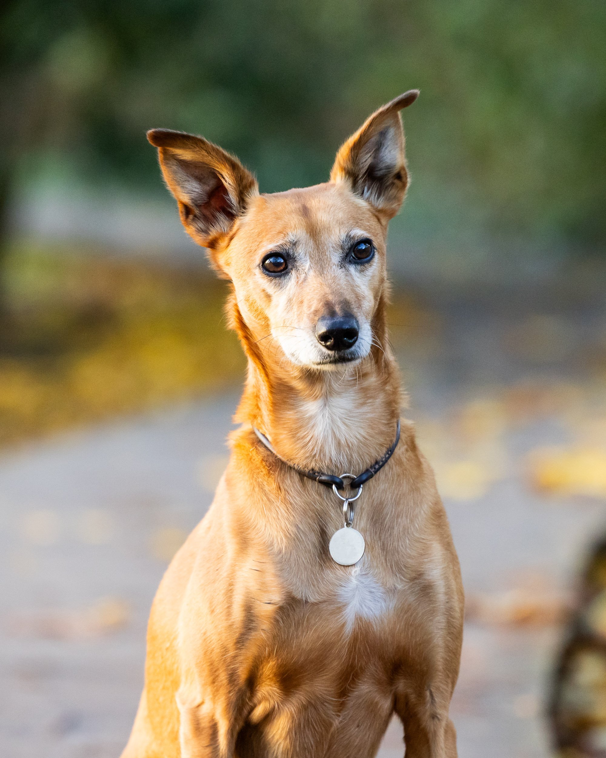dog-photography-dulwich-park-lurcher-rescue-dog.jpg