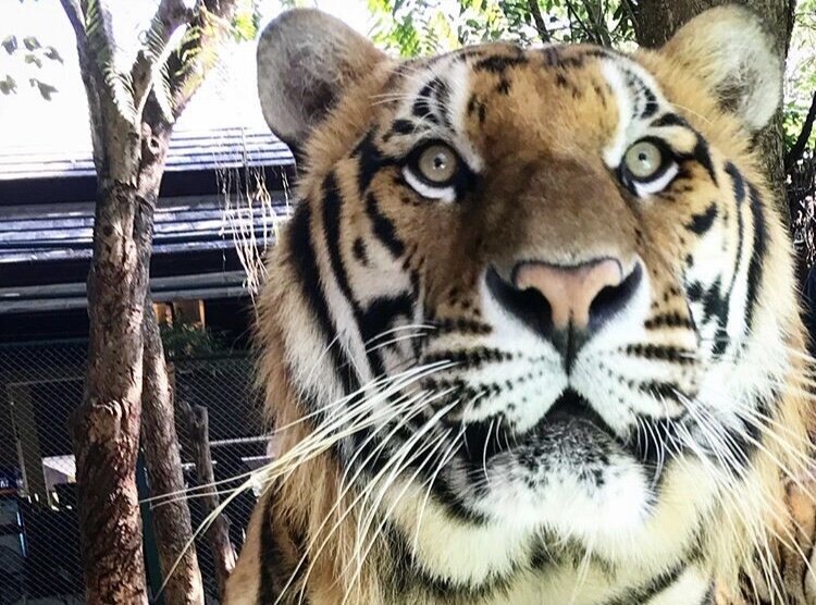 Up Close &amp; Personal in the Tiger Sanctuary
