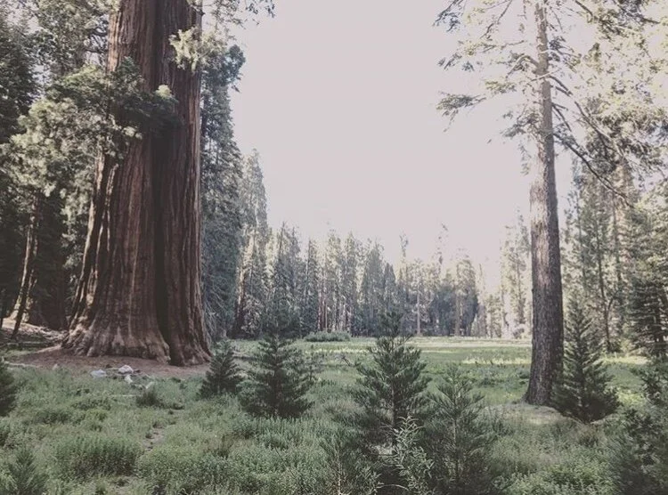 Sequoia (Vlog)