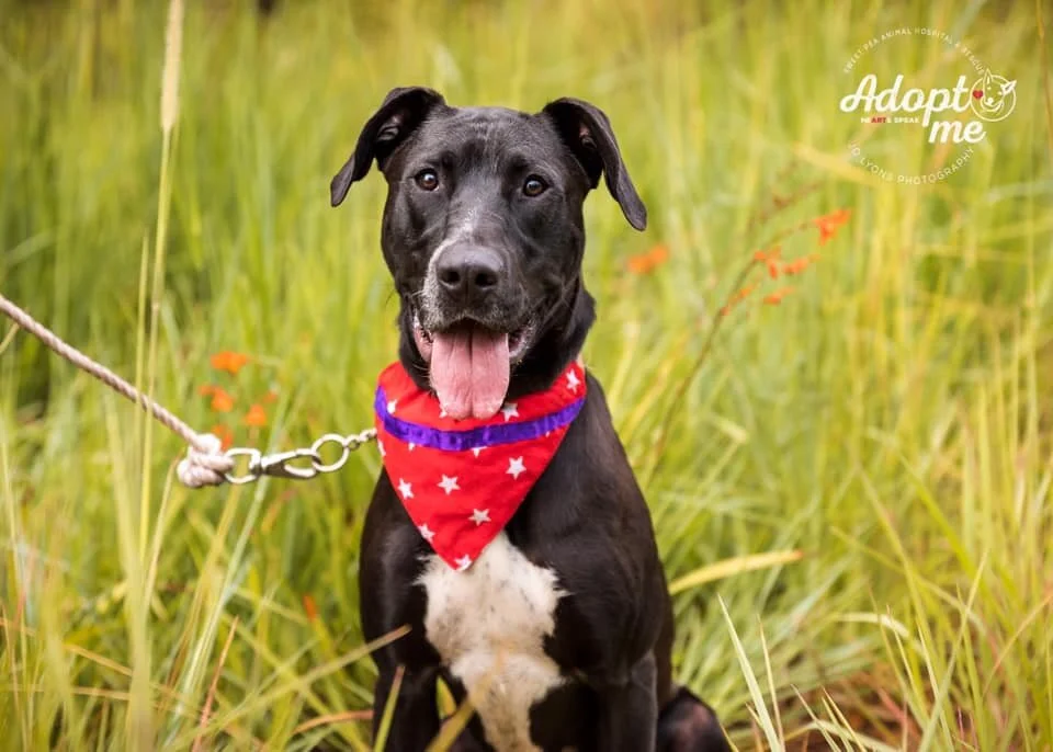 Bowie - Adopted!