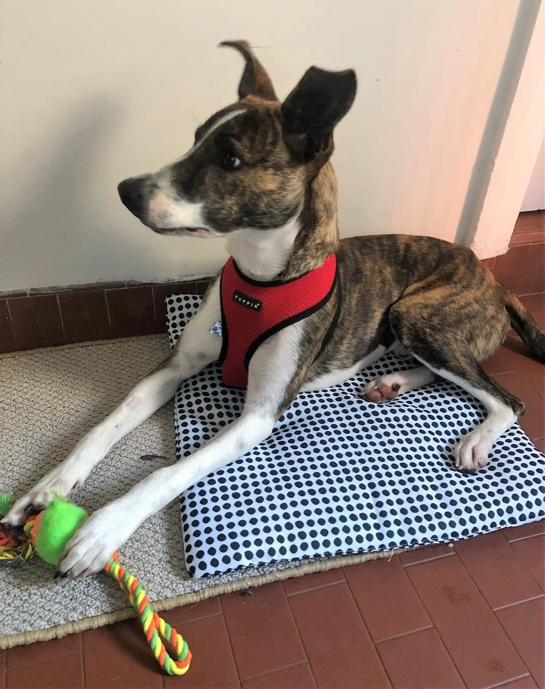 Flynn - Adopted!