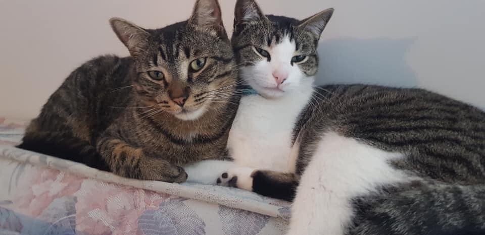 Marley &amp; Penny - Adopted!