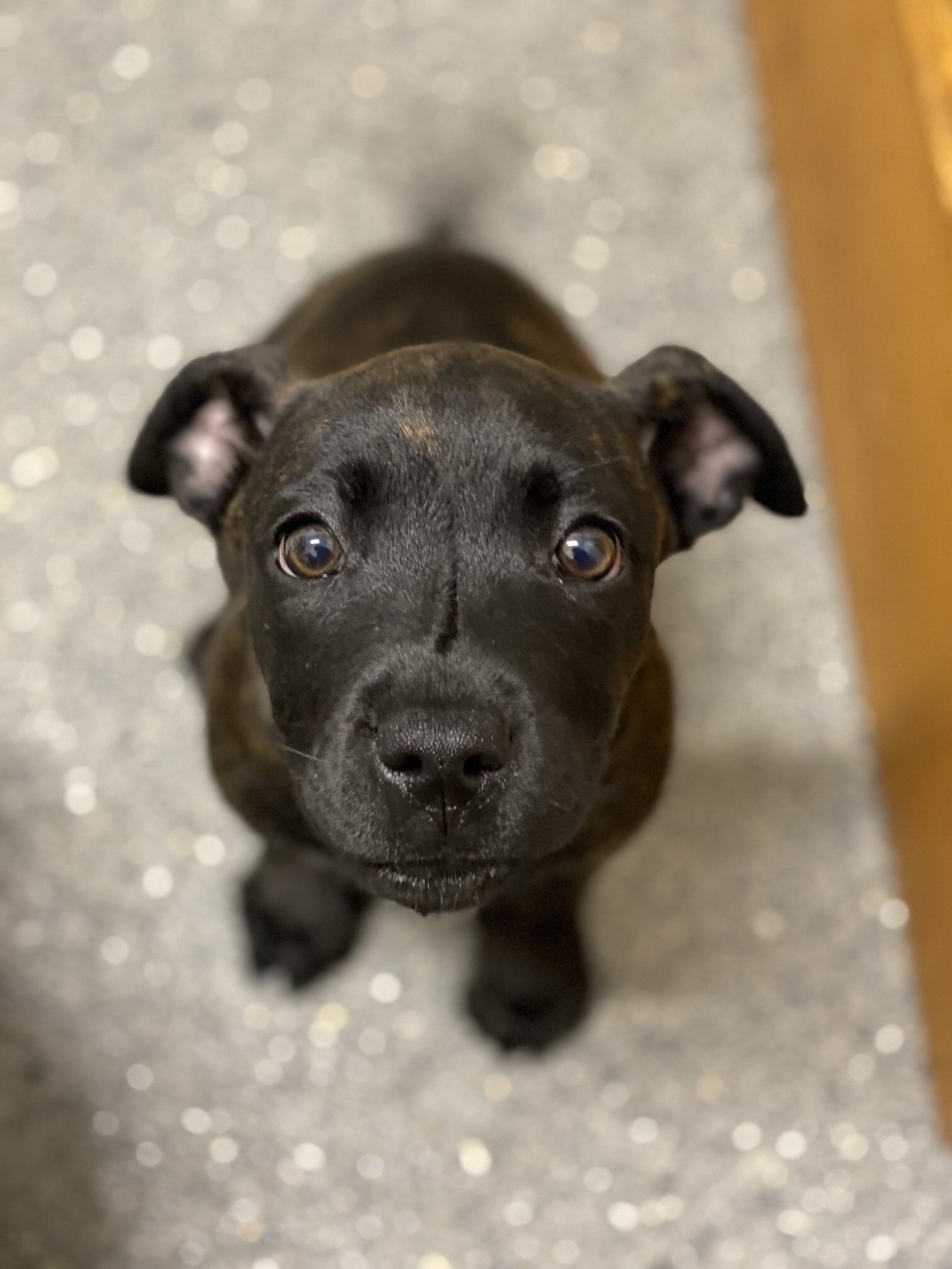 Luna Lovegood - Adopted!