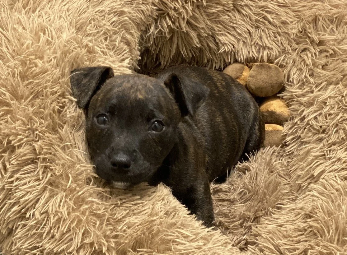 Seamus Finnigan - Adopted!
