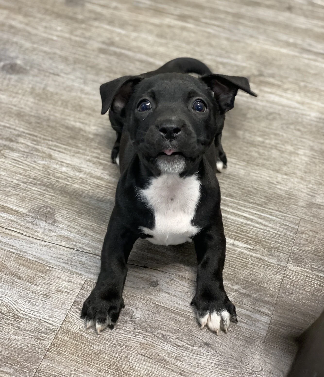 Ginny Weasley - Adopted!