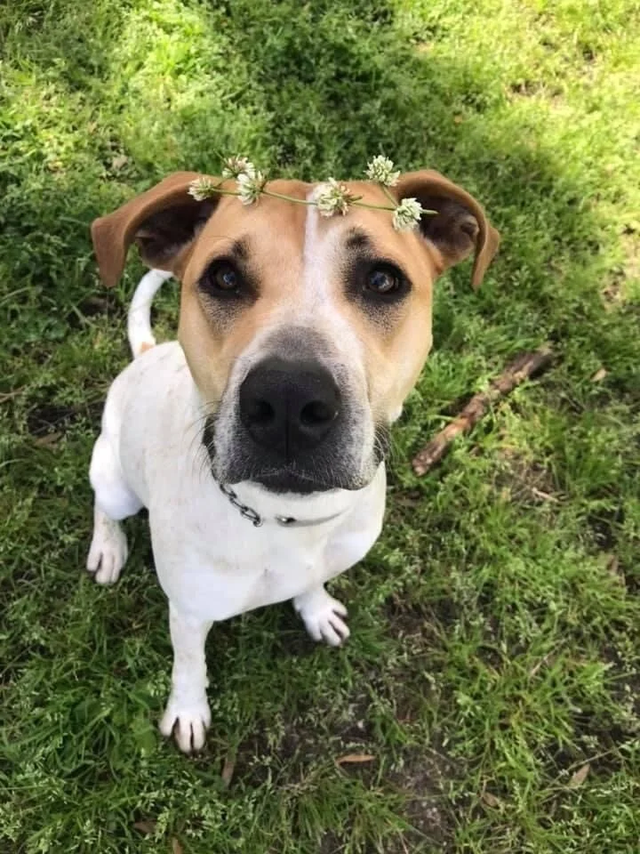 Cali - Adopted!