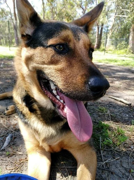 Hendrix - Adopted!