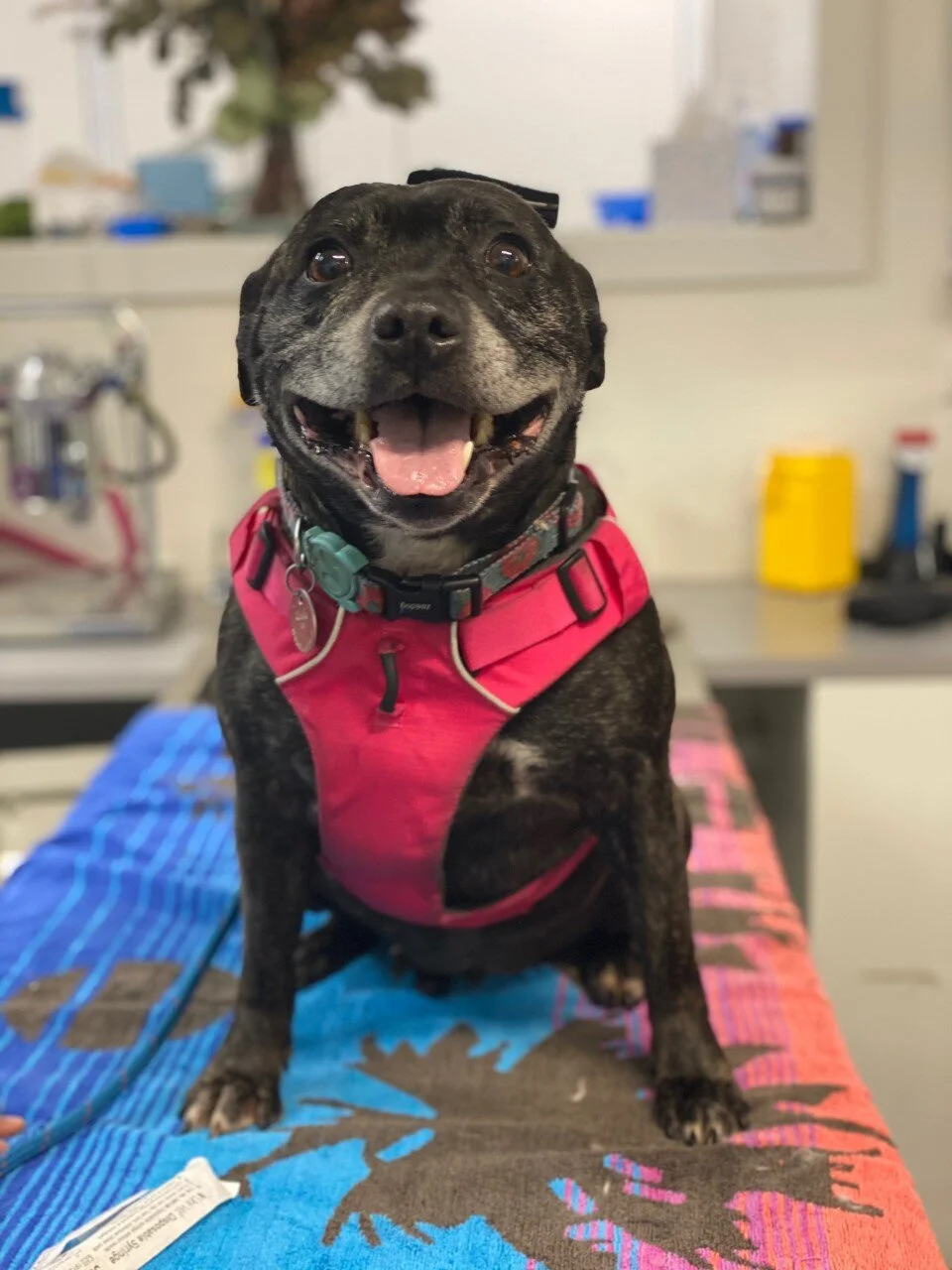 Lola - Adopted!