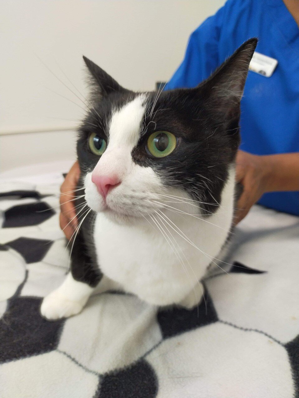 Donatello (Donny) - Adopted!