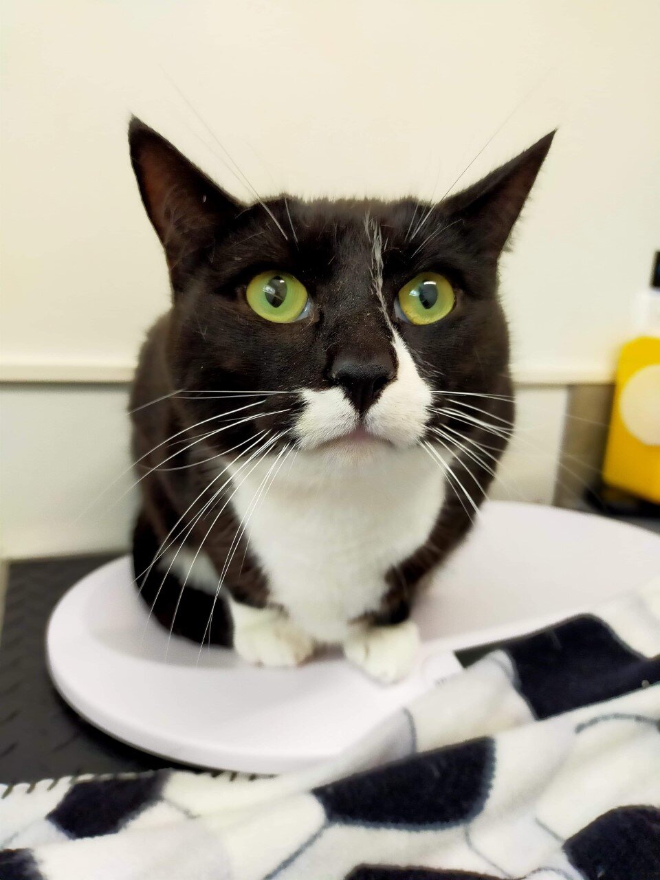 Raphael (Raffa) - Adopted!