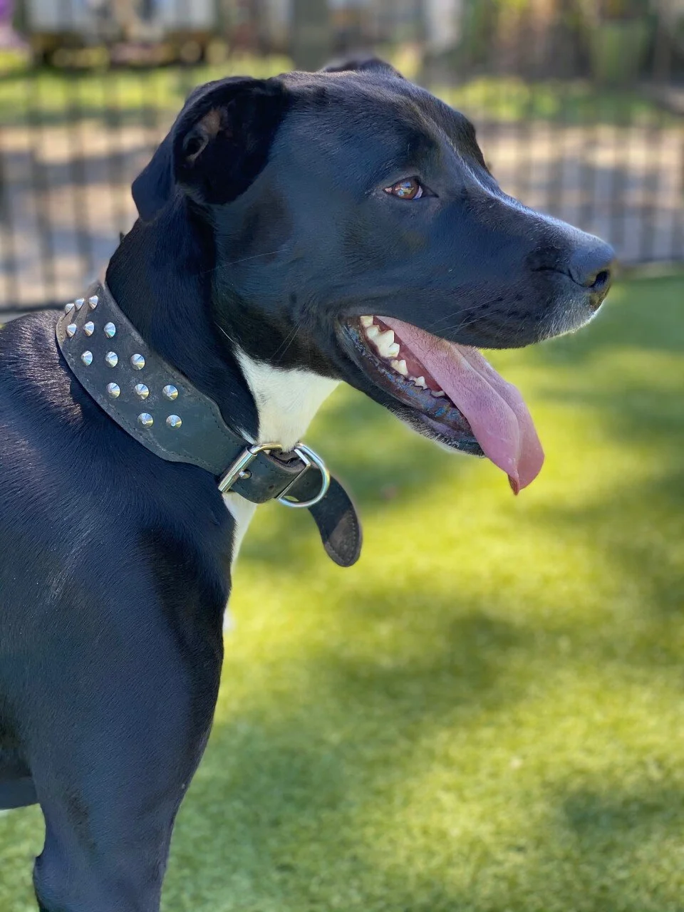Misty - Adopted!