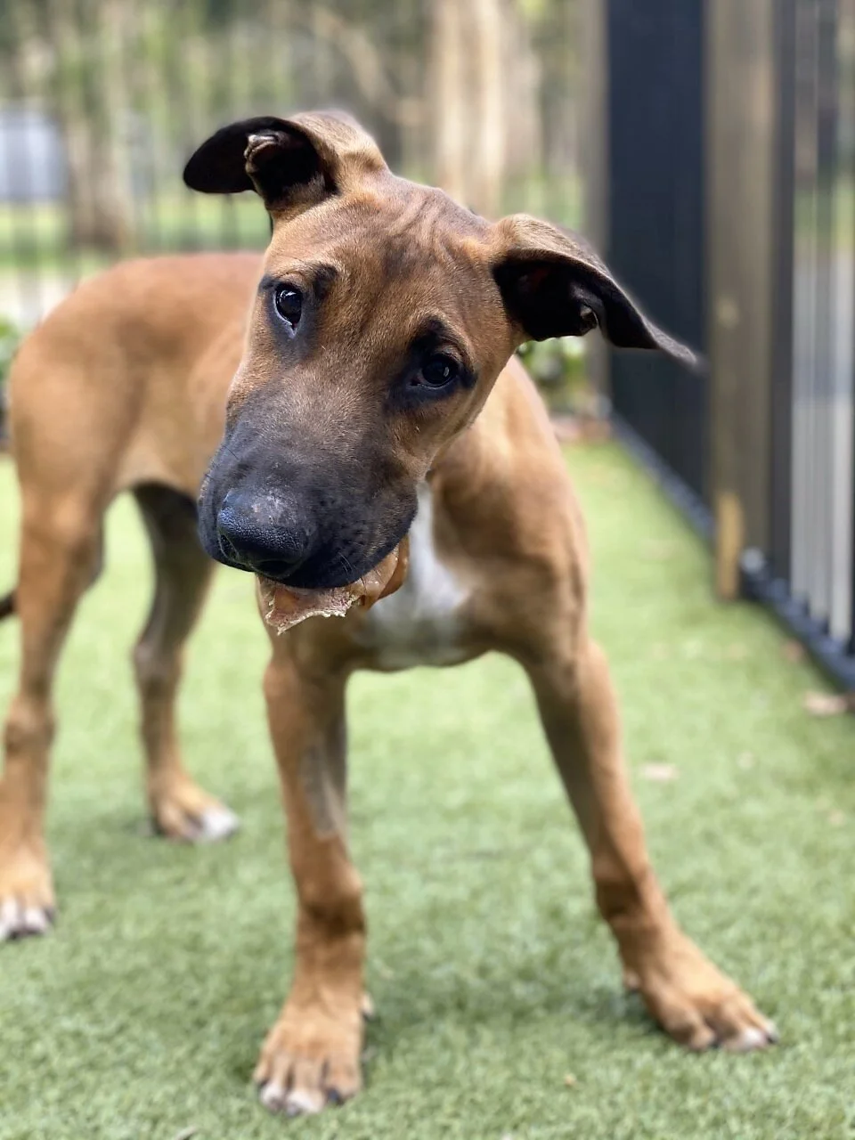 Achilles - Adopted!