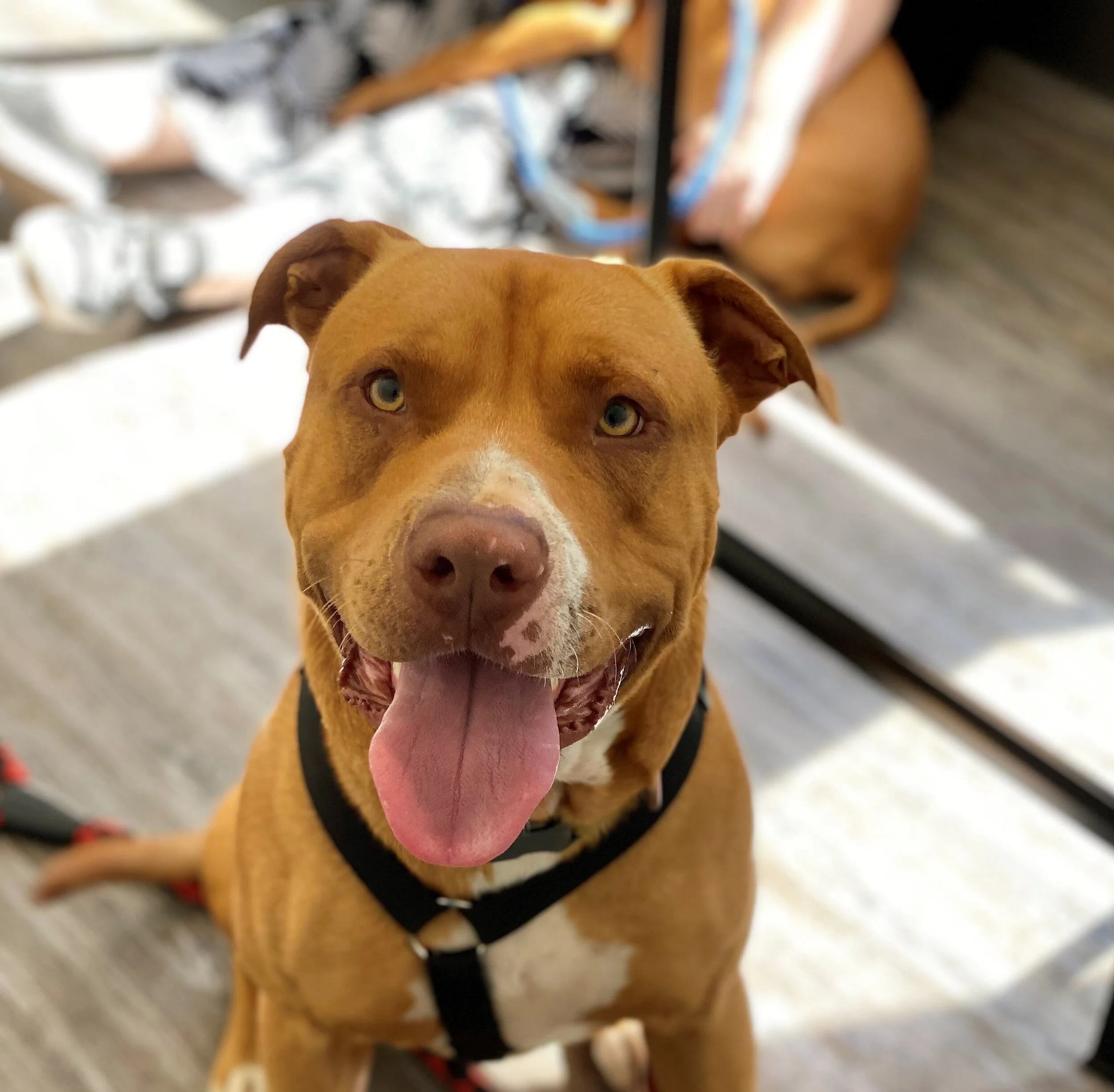Alfie - Adopted!