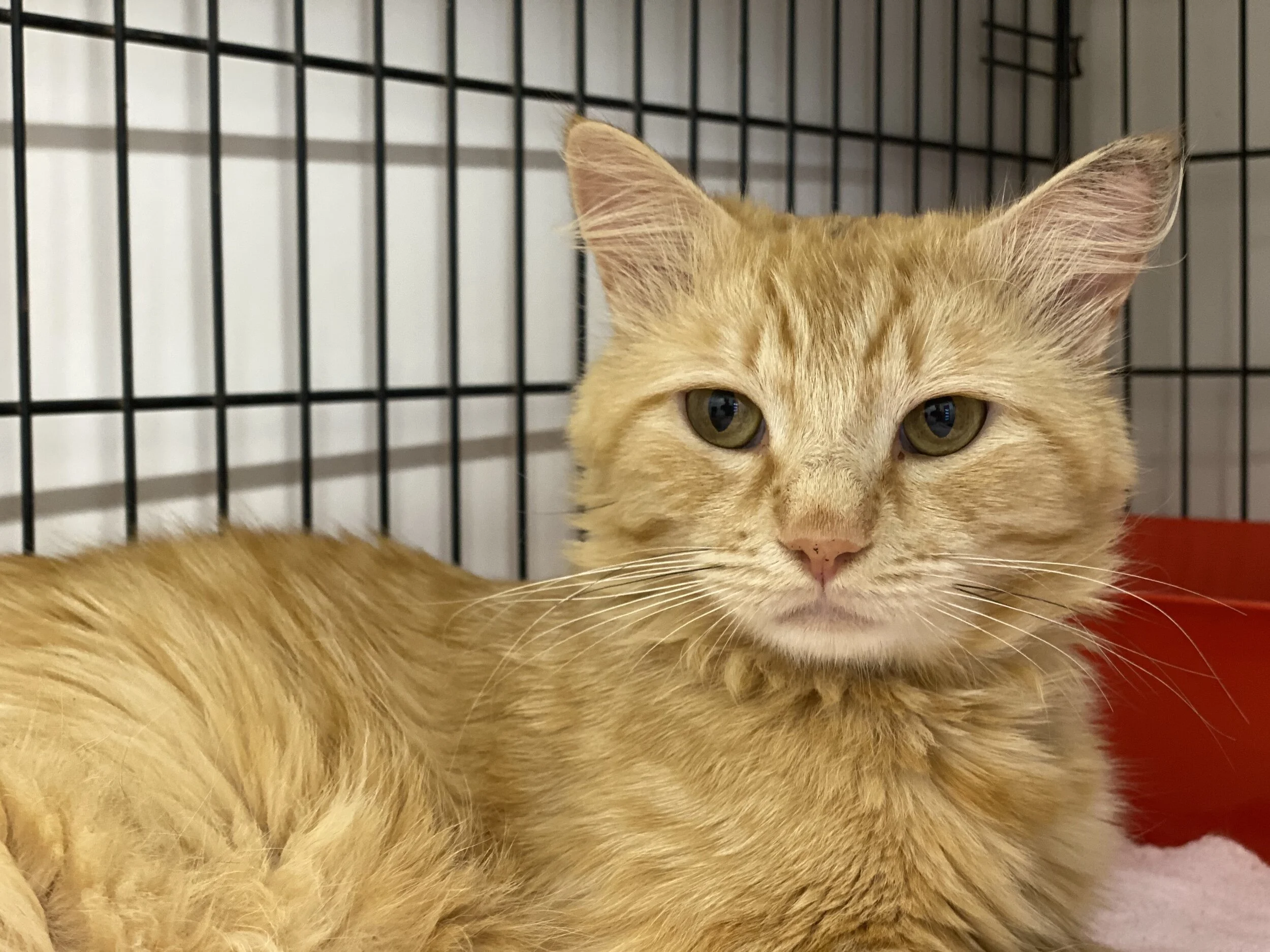 Philip Seymour Hoffman - Adopted