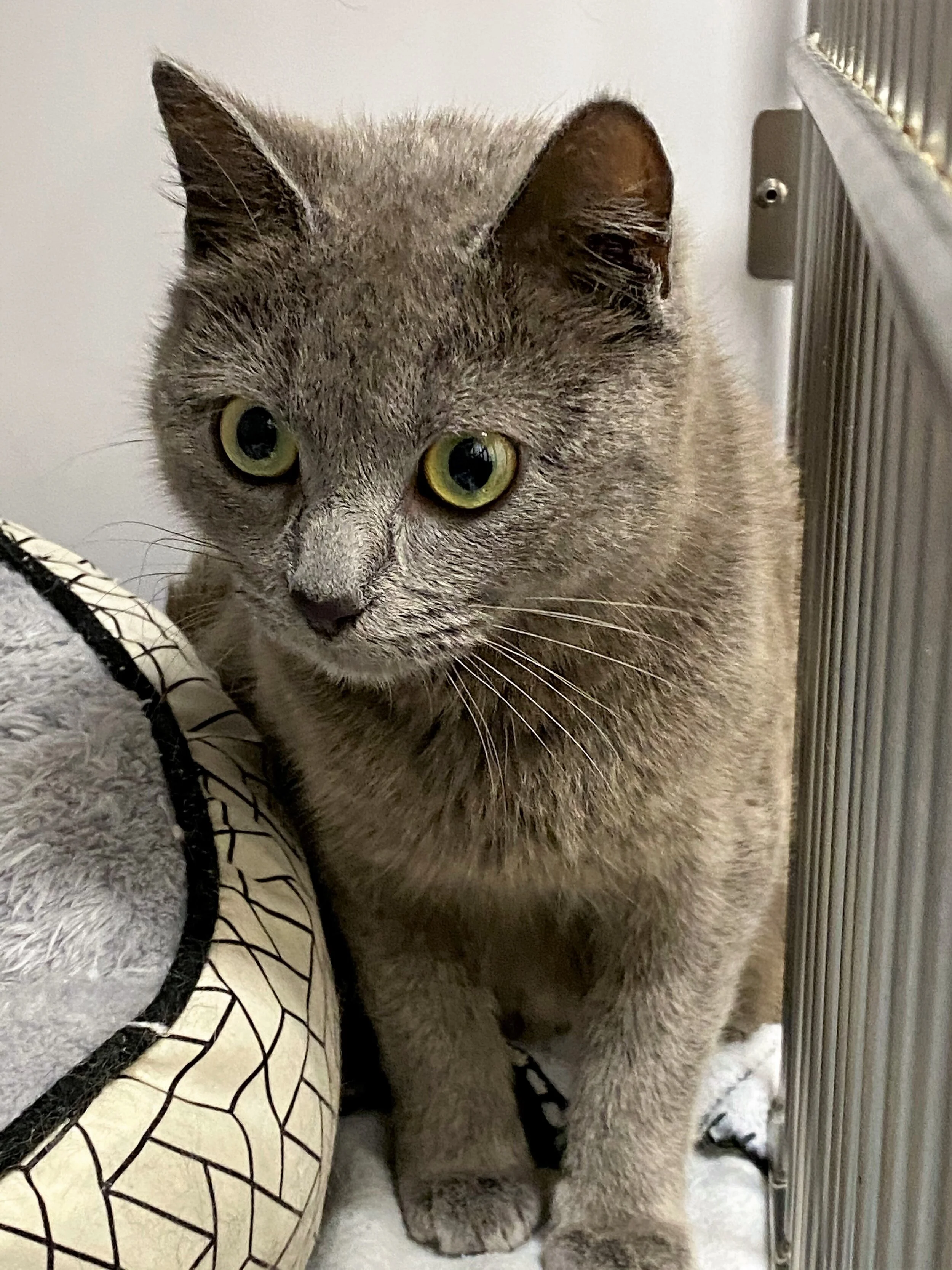 Ella (CinderElla) - Adopted!