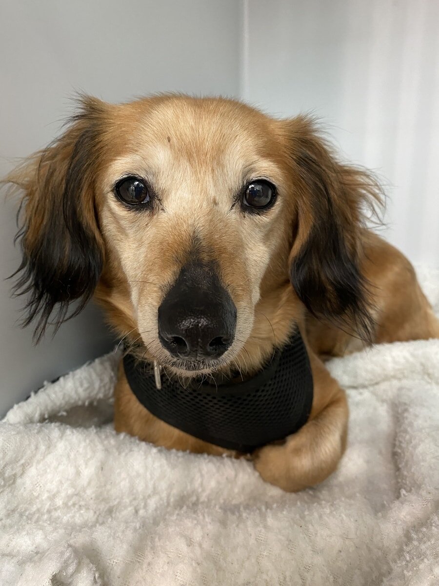 Princess Bella - Adopted!