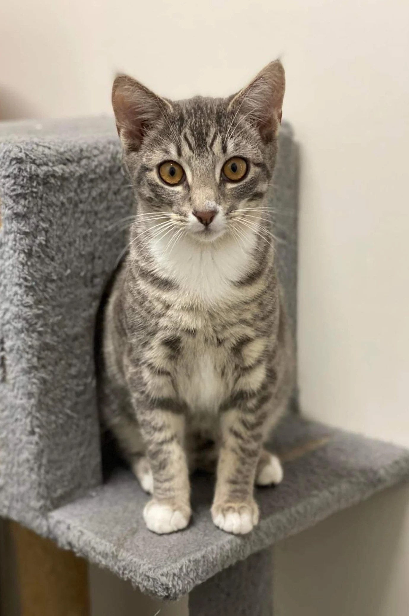 Igor (aka Iggy) - Adopted!