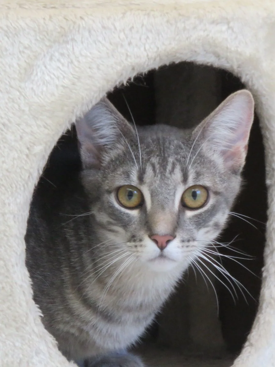 Grigorio (aka Orio)- Adopted!