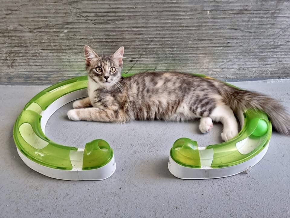 Cats for Adoption - Bianca