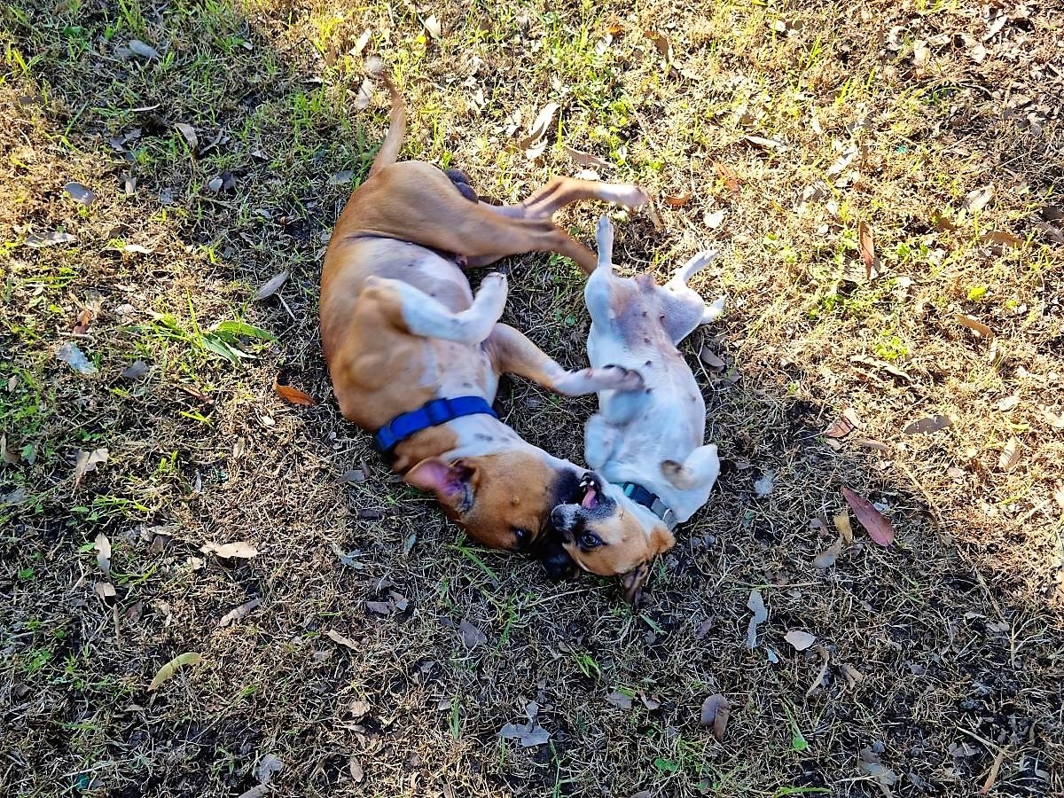 Diesel and Indy - Adopted!