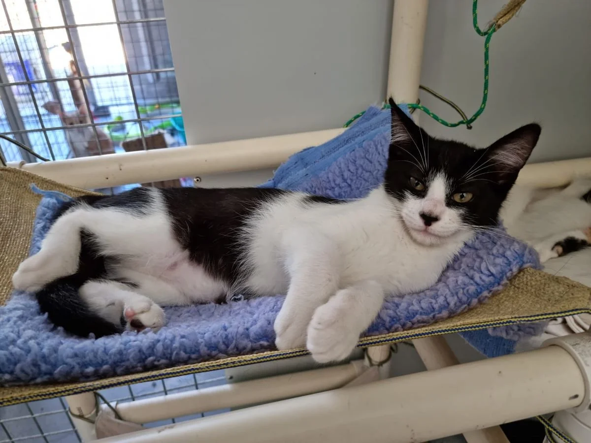 Christopher - Adopted!