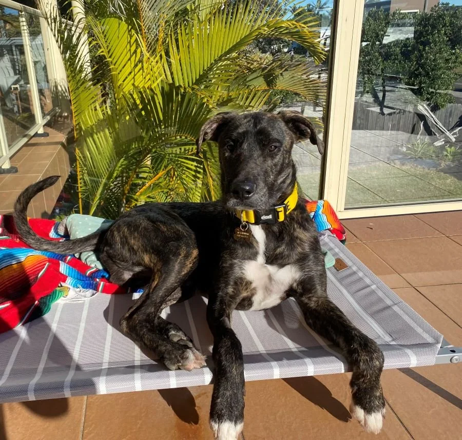 McScruffin - Adopted!