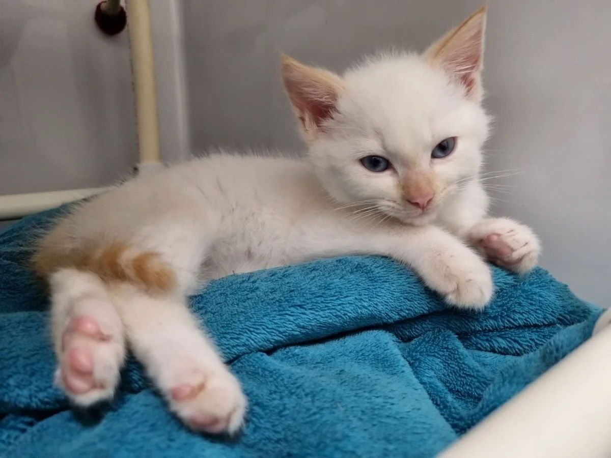 Marshmallow - Adopted!